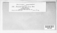 Puccinia lateripes image